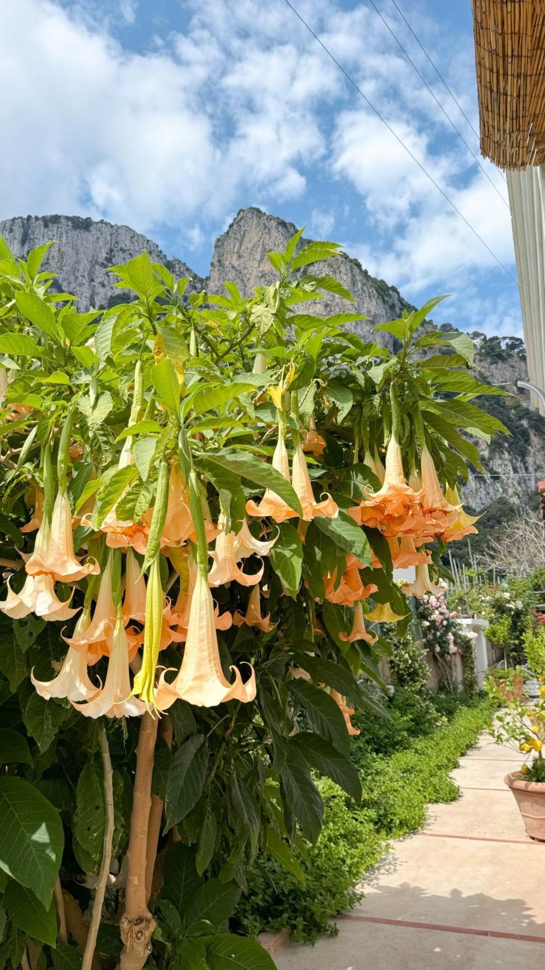 Il Cigno B&B Capri Eksteriør bilde