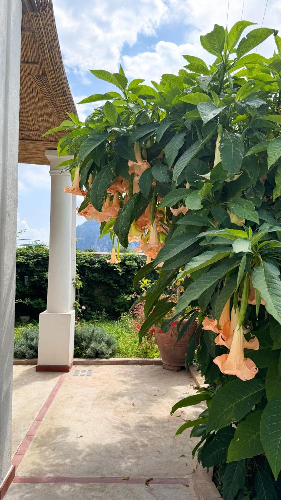 Il Cigno B&B Capri Eksteriør bilde