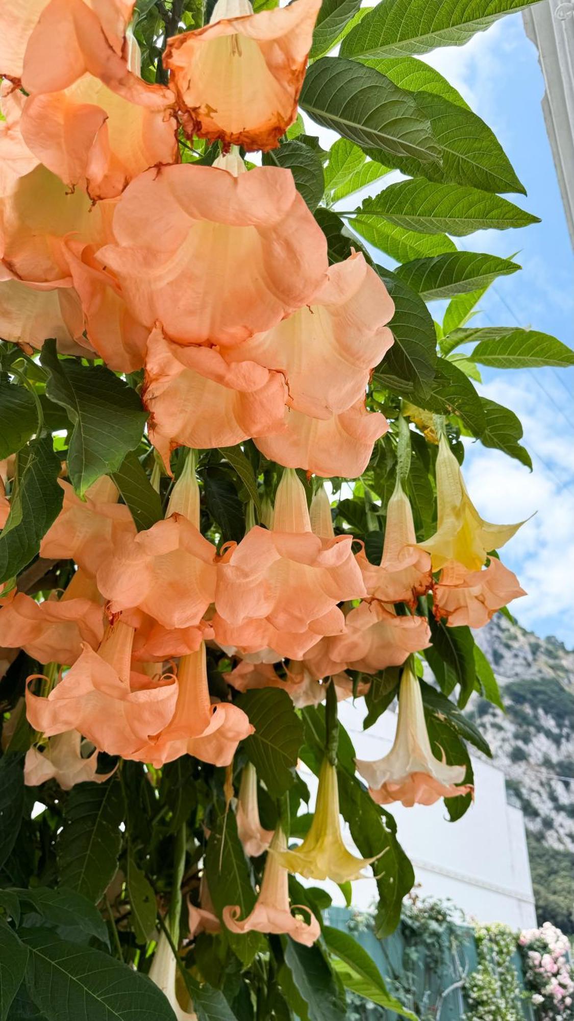 Il Cigno B&B Capri Eksteriør bilde
